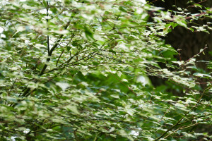 Acer crataegifolium Veitchii                        